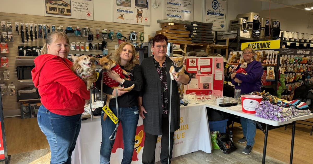 🐾 Non-Profit Spotlight: Texas Chihuahua Rescue – Canada