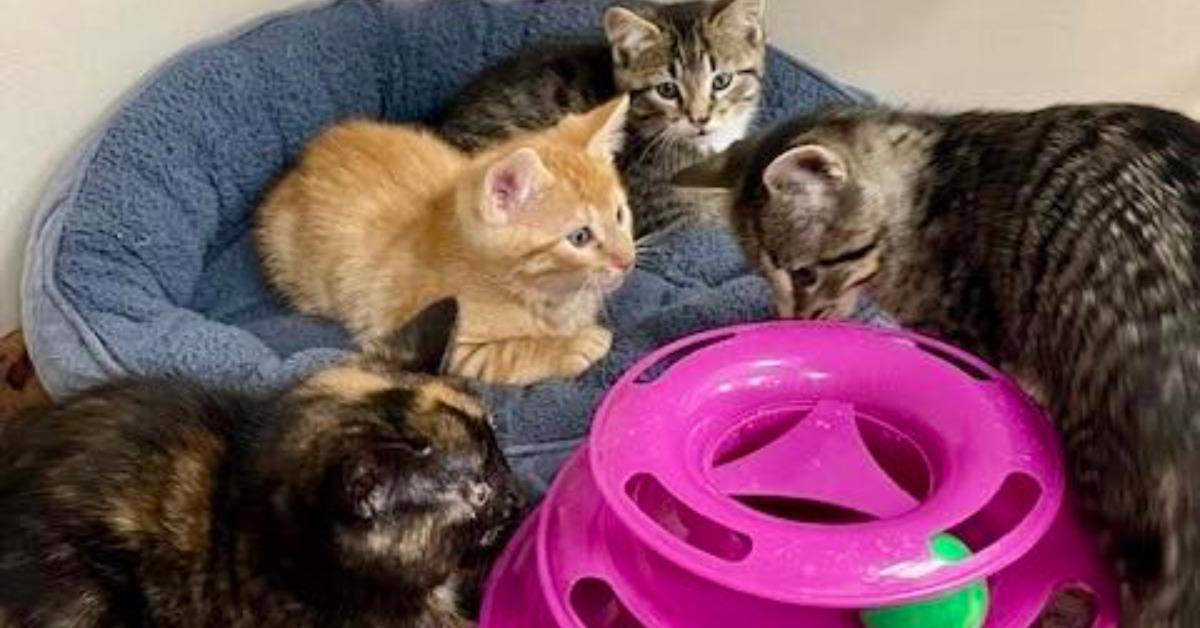 🐾 Non-Profit Spotlight: North Halton Kitten Rescue